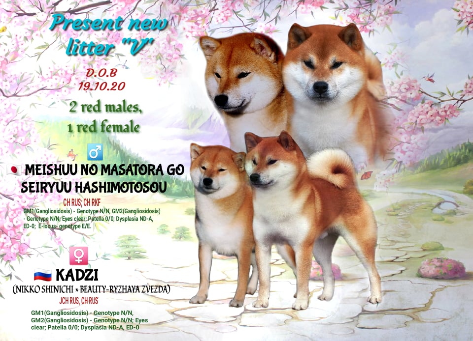 Щенки от пары MEISHUU NO MASATORA GO SEIRYUU HASHIMOTOSOU х KADZI  19.10.2020 12327013