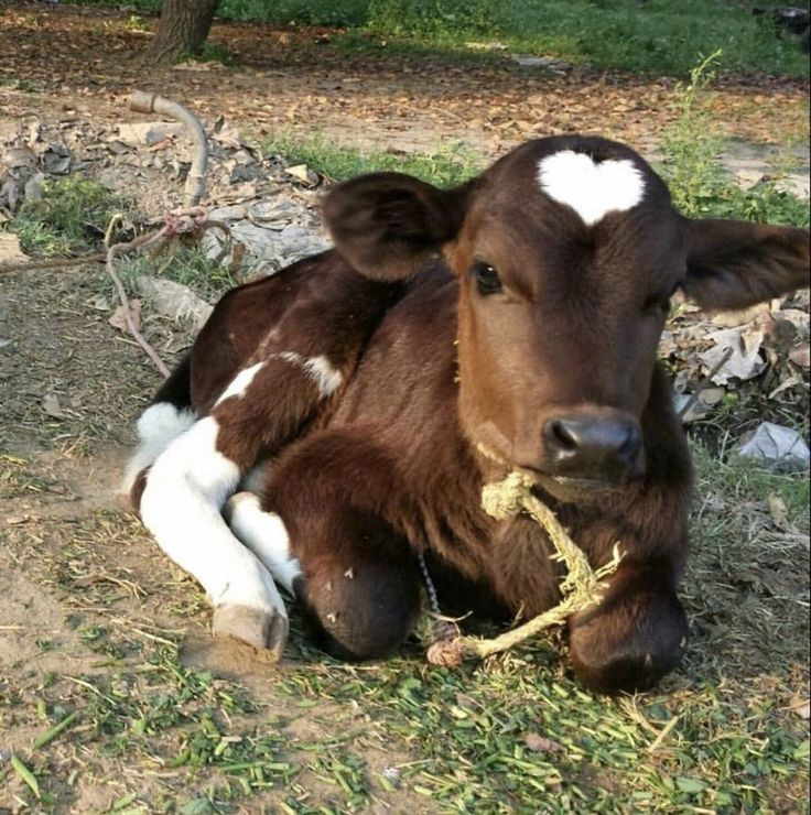 Nombres de animales por orden alfabético - Página 7 8eff6a10