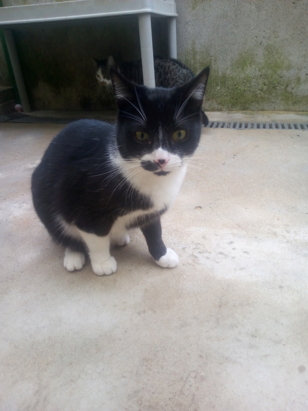 Harchi (chaton noir et blanc) Img_2063