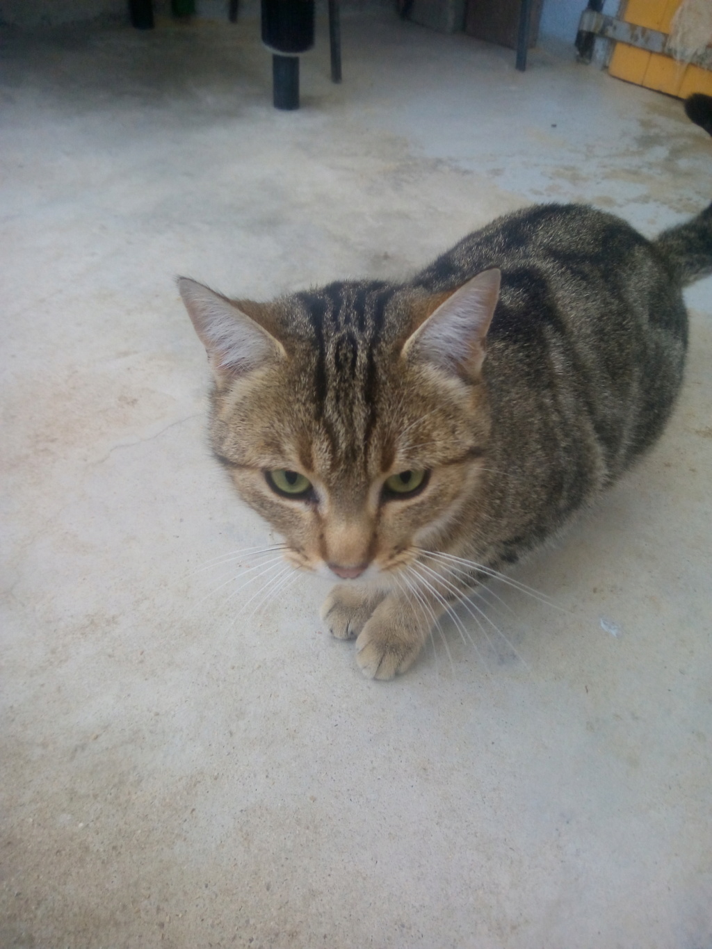 Citron (chat mâle européen tigré) Img_2066