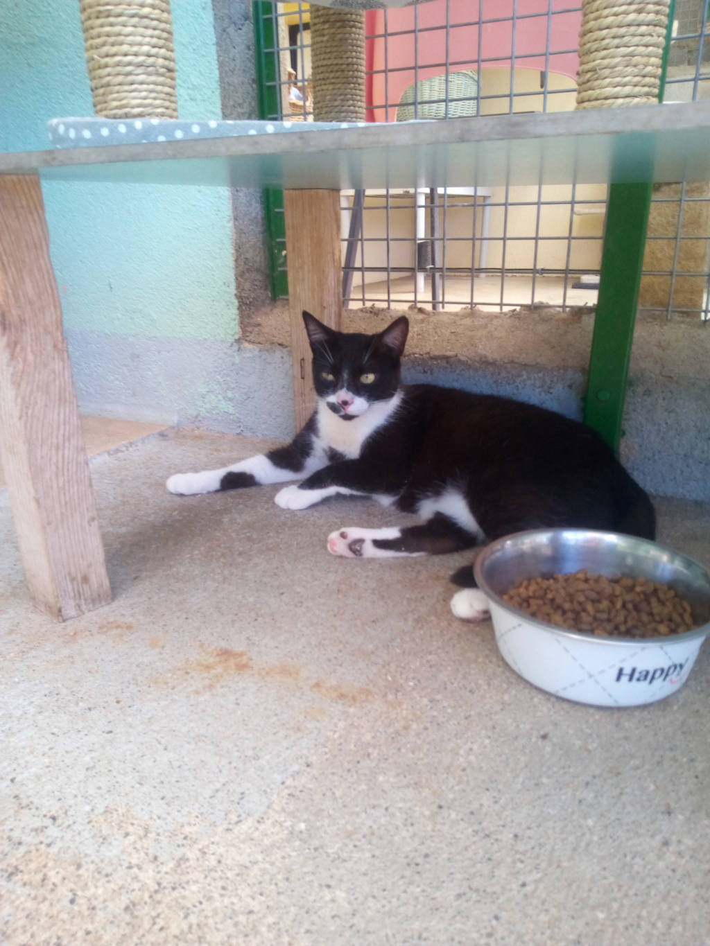 Harchi (chaton noir et blanc) Img_2169