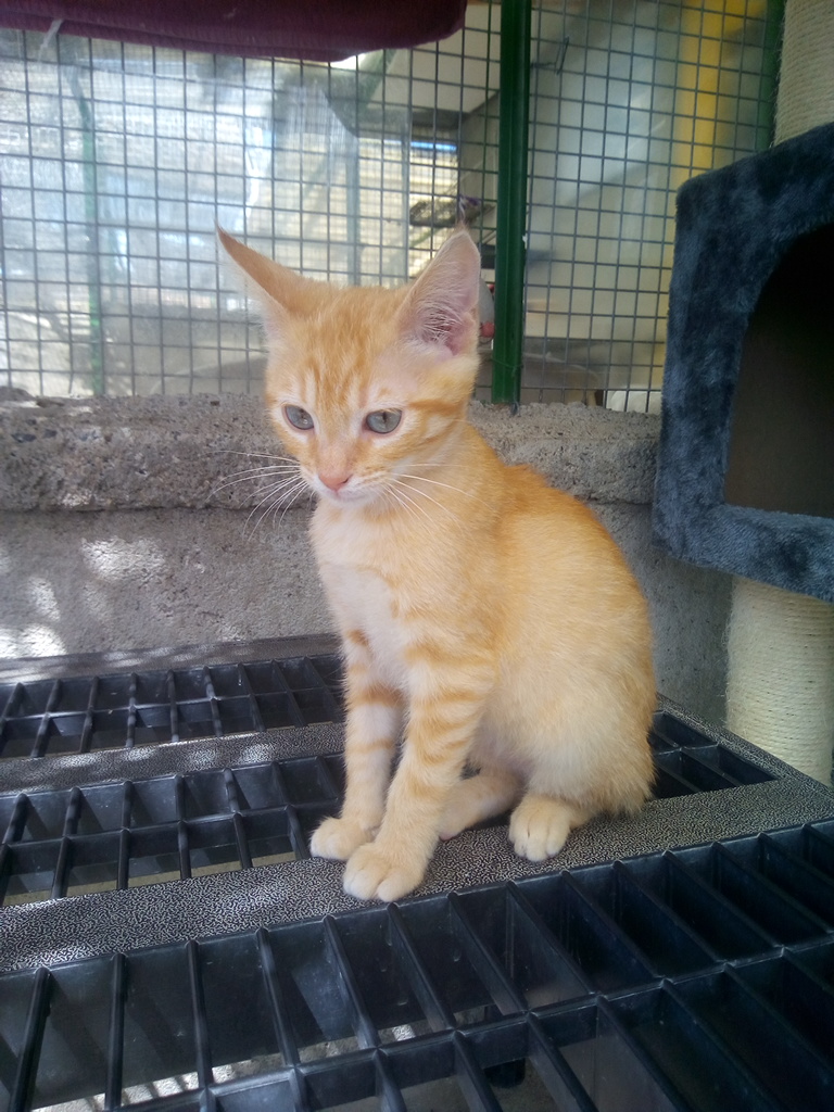 Khal (chaton mâle roux) Img_2384