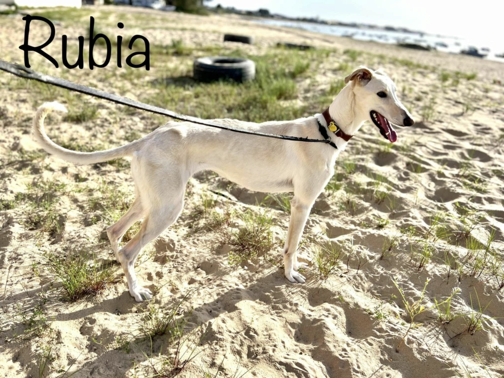 RA - Rubia 2113