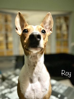 RA - Roy 2126
