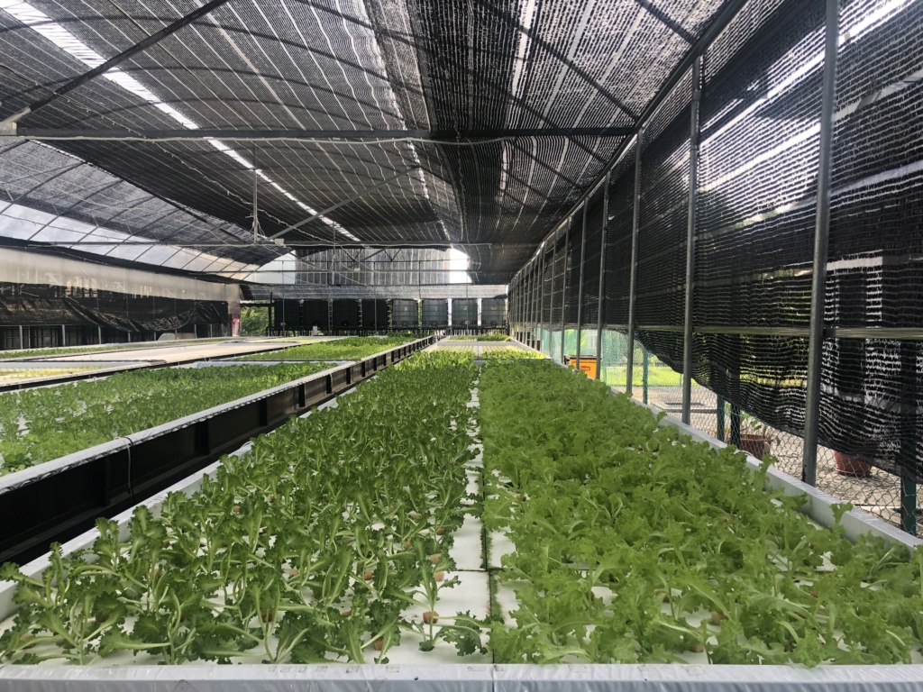 Hydroponics/Aquaponics to encourage Self-Sustainability and reduce Carbon Footprint in Brunei 09e3ff10