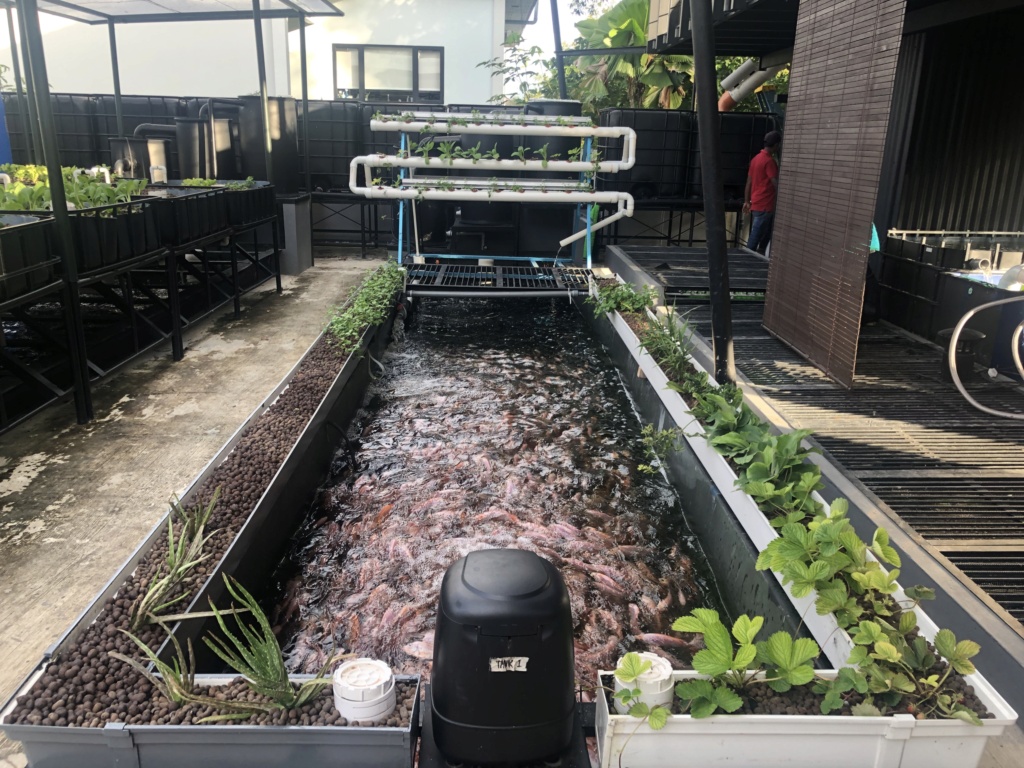 Hydroponics/Aquaponics to encourage Self-Sustainability and reduce Carbon Footprint in Brunei 94cef910