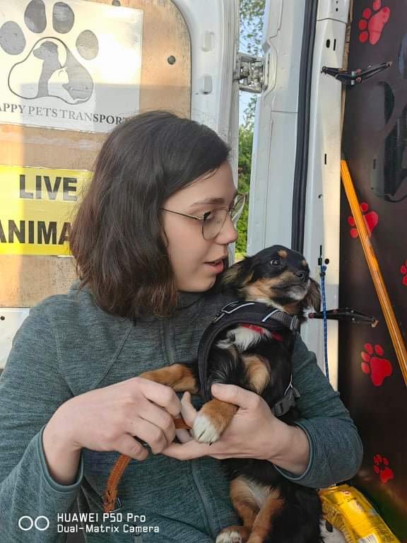 BACCARAT - chiot femelle de petite taille à l'âge adulte - Née en décembre 2021 - Réservée par Priscilla et Vincent (Belgique) Bacarr11