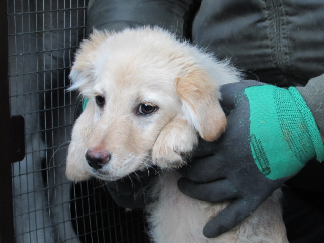 JASMIN -Chiot mâle de petite à moyenne taille à l'âge adulte - né en janvier 2023 - Adopté par Evelyne (dpt 07) - Arrêt Feyzin Img_0716