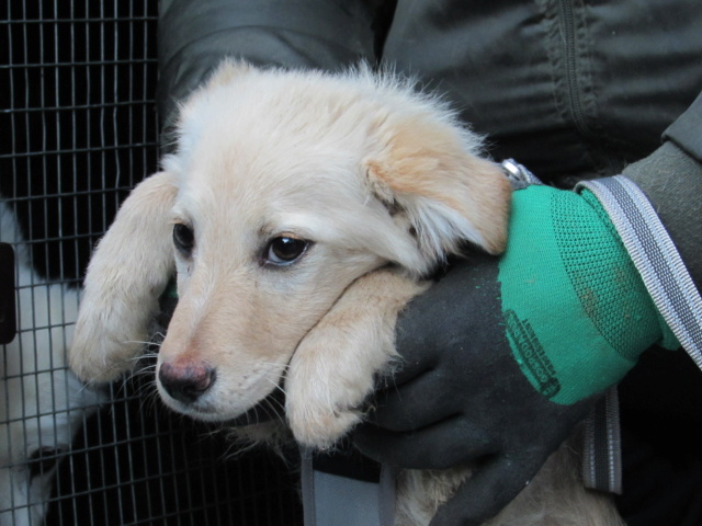 JASMIN -Chiot mâle de petite à moyenne taille à l'âge adulte - né en janvier 2023 - Adopté par Evelyne (dpt 07) - Arrêt Feyzin Img_0718