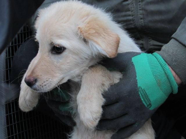 JASMIN -Chiot mâle de petite à moyenne taille à l'âge adulte - né en janvier 2023 - Adopté par Evelyne (dpt 07) - Arrêt Feyzin Img_0728