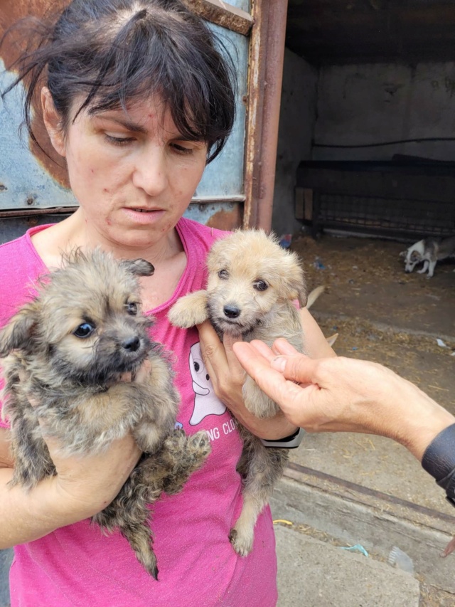 PIPETTE & PIPA - Chiots femelles de petite taille à l'âge adulte - Nées en juin 2022 - Adoptées par Florence (dept 83) Rece1584