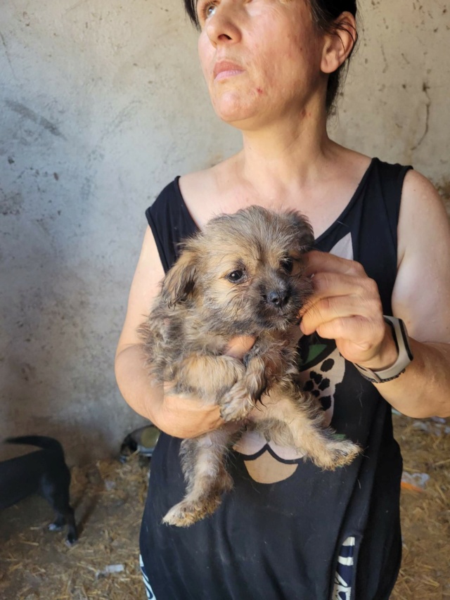 PIPETTE & PIPA - Chiots femelles de petite taille à l'âge adulte - Nées en juin 2022 - Adoptées par Florence (dept 83) Rece1592