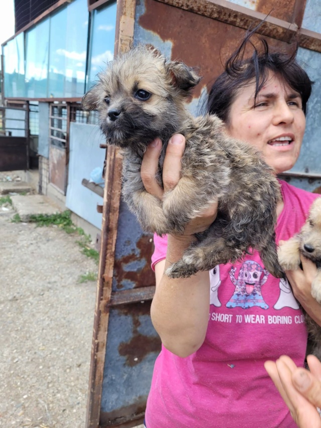 PIPETTE & PIPA - Chiots femelles de petite taille à l'âge adulte - Nées en juin 2022 - Adoptées par Florence (dept 83) Rece1609