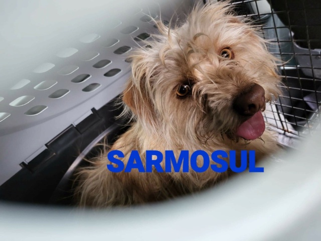 SARMOSUL - Chien croisé mâle de petite taille - Né en 2018 - adopté par Patricia (dept 77) Rece2251
