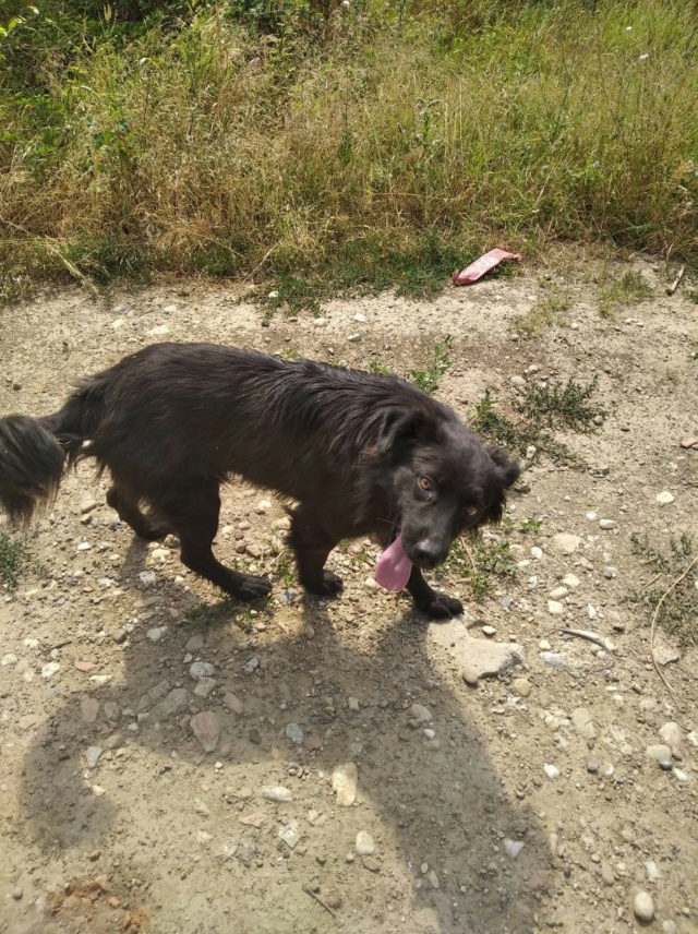 BOND - Chien mâle croisé de petite à moyenne taille - Né environ en décembre 2020 Rece2349