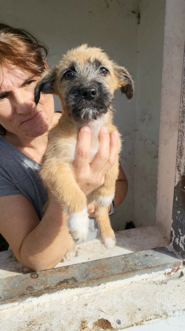 GNOCCHI - chiot mâle de petite taille à l'âge adulte - Né le 15 juillet 2022 - Adopté par Marc (dept 67) Rece2440