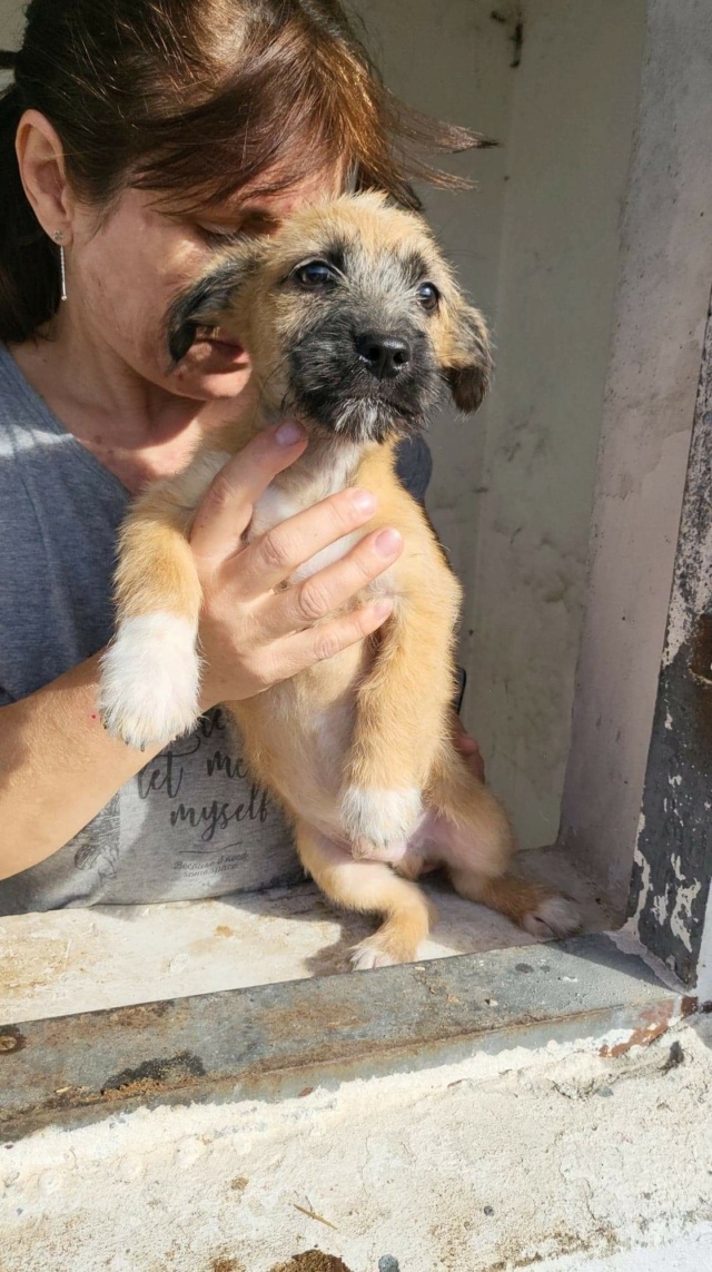 GNOCCHI - chiot mâle de petite taille à l'âge adulte - Né le 15 juillet 2022 - Adopté par Marc (dept 67) Rece2443