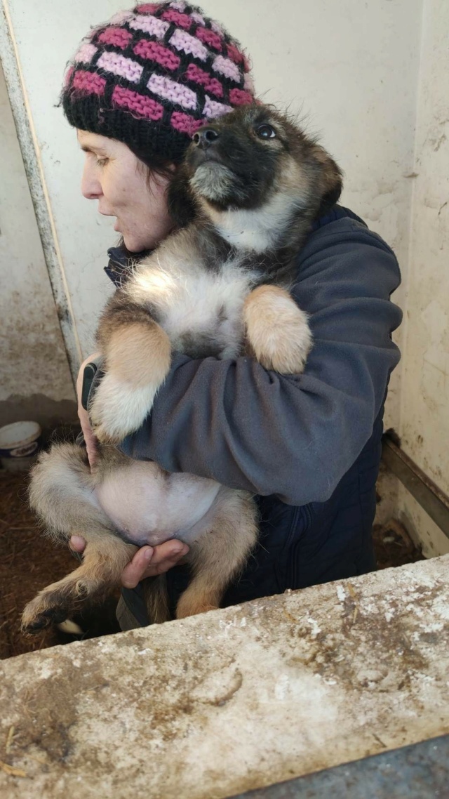 FLOCON & ETOILE - chiots mâle et femelle de taille moyenne à l'âge adulte - Nés le 18 septembre 2022 - adoptés par Angèle (dept 73) Rece3061