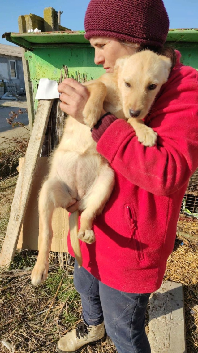 HELGA - Chiot femelle de taille moyenne à l'âge adulte - Née en octobre 2022 Rece3864