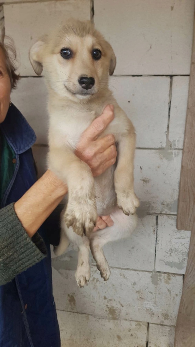 NEIGE - Chiot femelle croisée de taille moyenne à l'âge adulte - Née en janvier 2023 - Adoptée par Sabine (dpt 30) - Arrêt Nîmes Rece4417