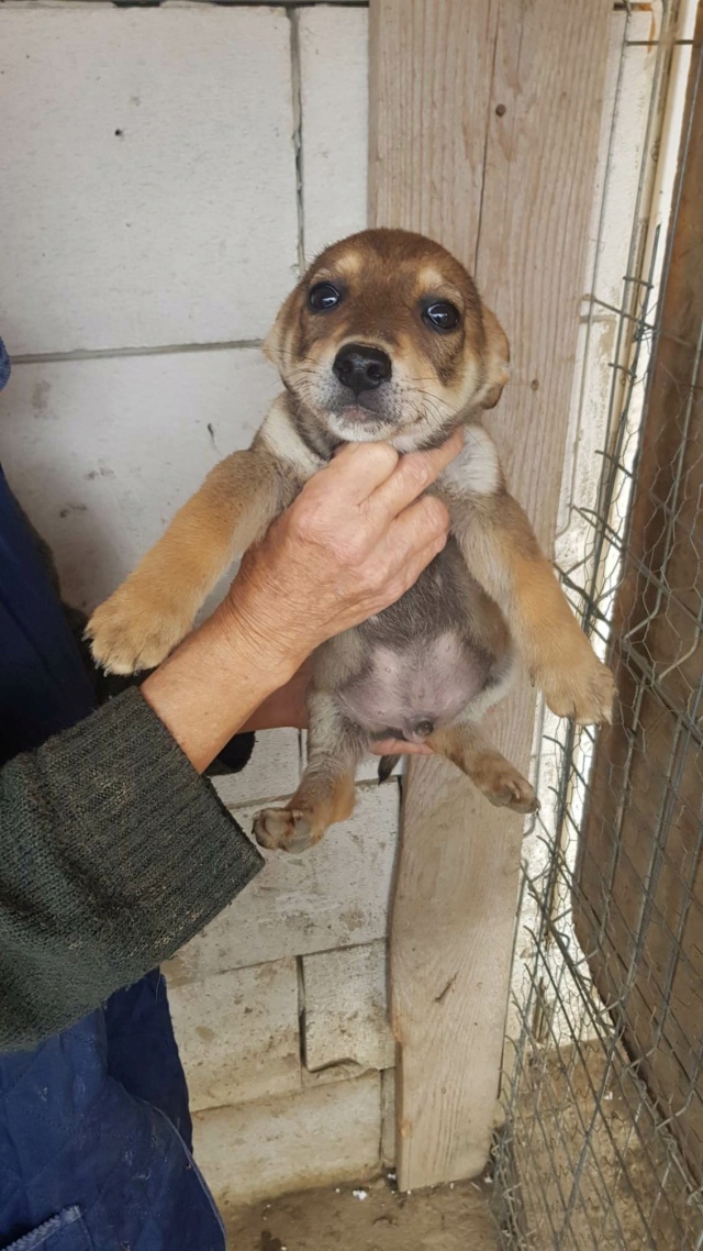 PONGO - Chiot mâle croisé de taille moyenne à l'âge adulte - Né en janvier 2023 - Adopté par Alexandra (dpt 31) - Arrêt Feyzin Rece4543