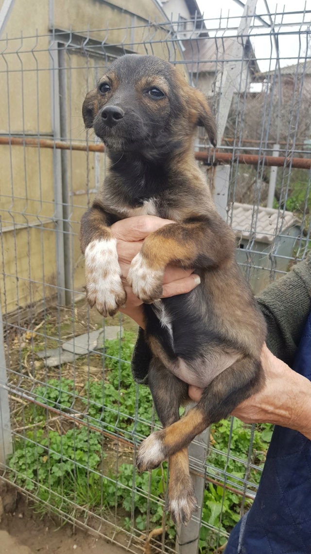 BOUH - Chiot femelle croisée de taille petite-moyenne à l'âge adulte - Née en janvier 2023 - Adoptée par Lara (dpt 21) - Arrêt Férolles Rece4557