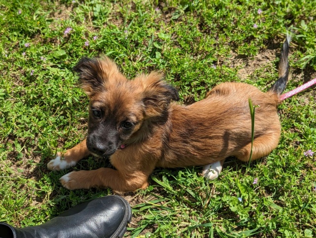 FANTA - Chiot femelle croisée de taille moyenne à l'âge adulte - Née en janvier 2023 - Adoptée par Antoine (dpt 31) - Arrêt Nîmes Rece4996