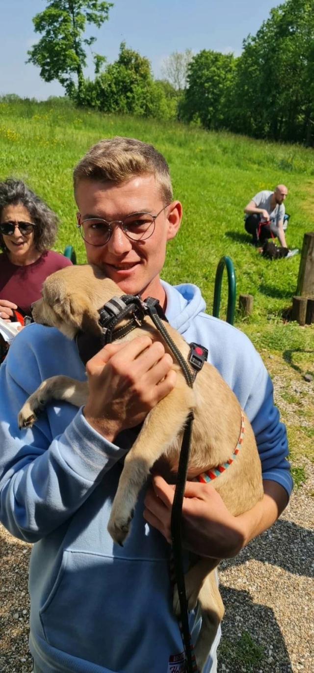 WINTER - Chiot femelle croisée de taille moyenne à l'âge adulte - Née en janvier 2023 - Adopté par Frederic (dpt 59) Rece5027