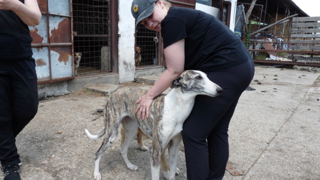 NEHO - femelle lévrier de taille moyenne - Née en 2019 - Adoptée par Karl en Belgique  Rece5295