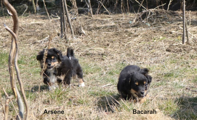 BACCARAT - chiot femelle de petite taille à l'âge adulte - Née en décembre 2021 - Réservée par Priscilla et Vincent (Belgique) Recei274