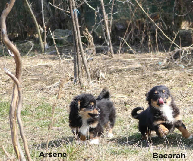 BACCARAT - chiot femelle de petite taille à l'âge adulte - Née en décembre 2021 - Réservée par Priscilla et Vincent (Belgique) Recei275