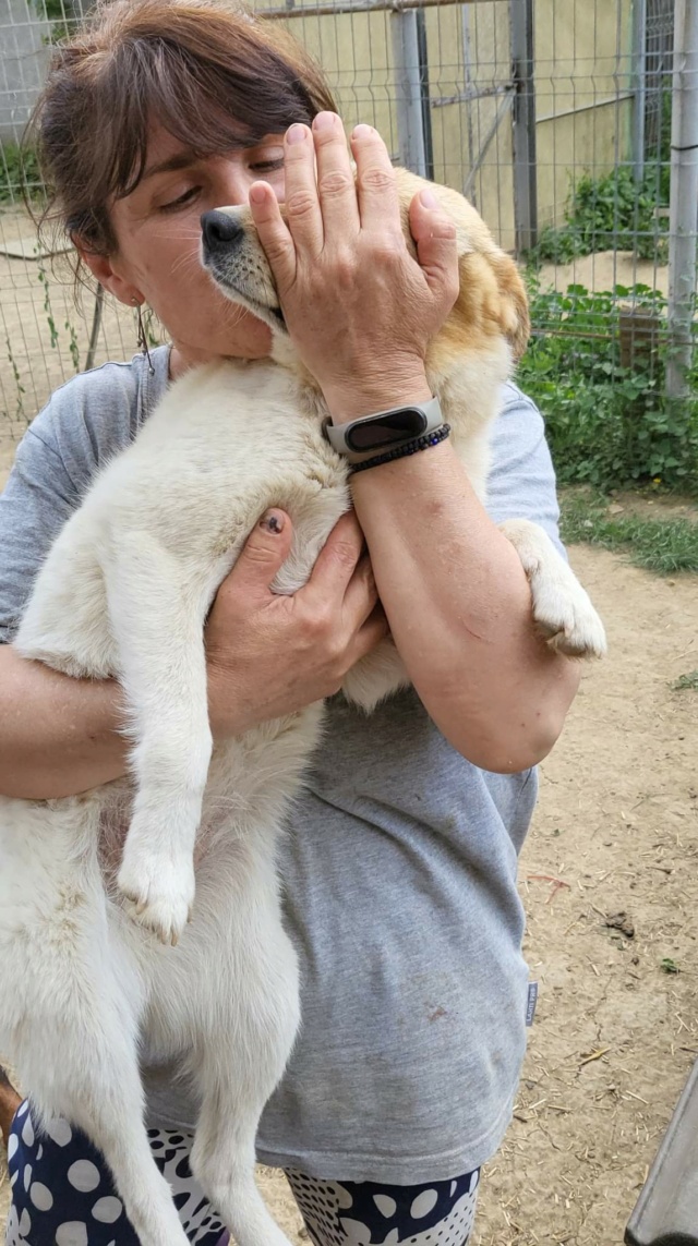 INOUK - femelle croisée de taille moyenne - Née environ en 2019 - Adoptée par Sylvie (73) Recei828