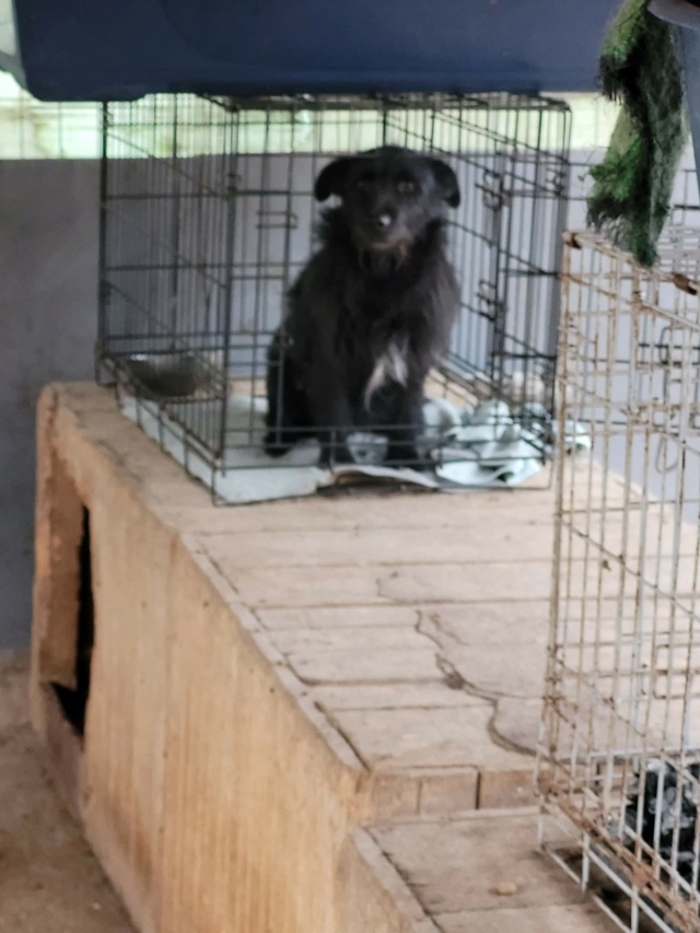 VOLCANO - mâle croisé de petite taille (7kg) - Né environ en 2019 - refuge de Gabriela -  Adoptée par Sylvie (dpt 89) Recei910