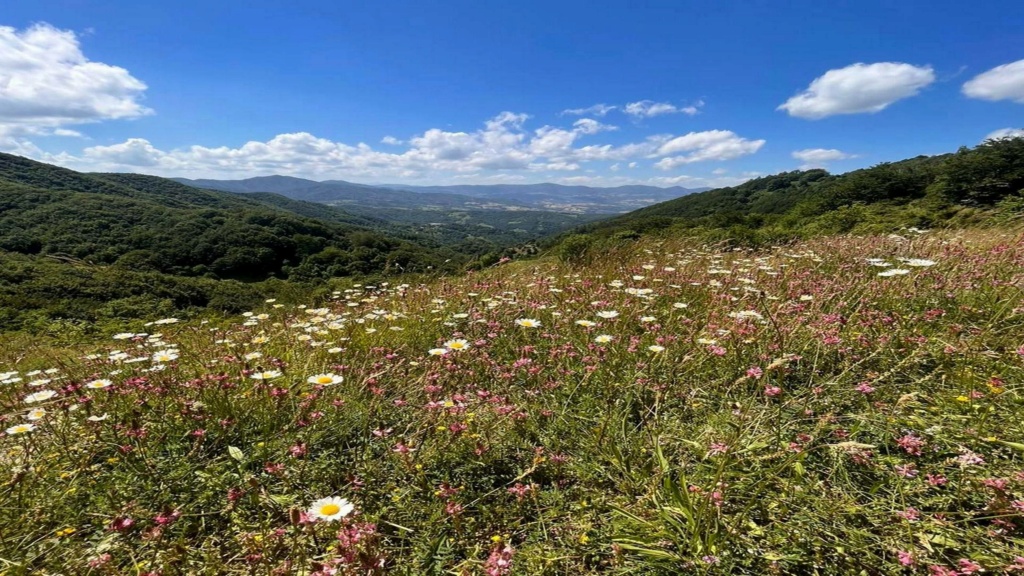 Il Foliage del Mirtillo 44876010