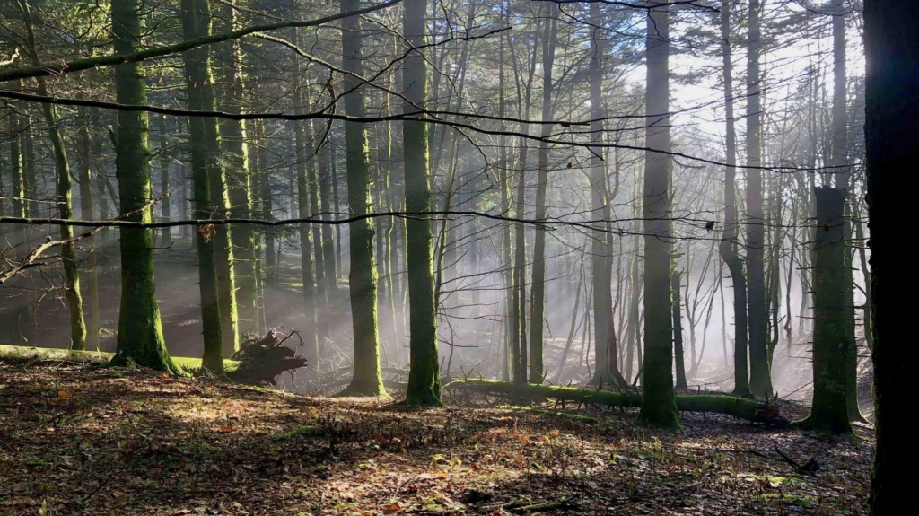 La straordinaria Foresta della Lama B11