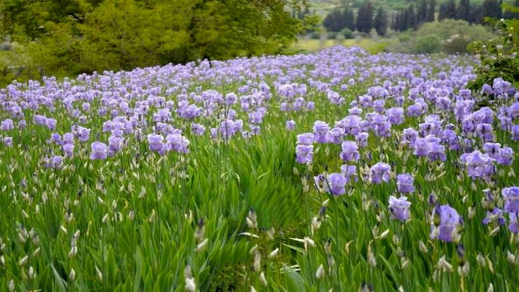 Tour alla scoperta della fioritura dell'iris nel Chianti S_p_ir10
