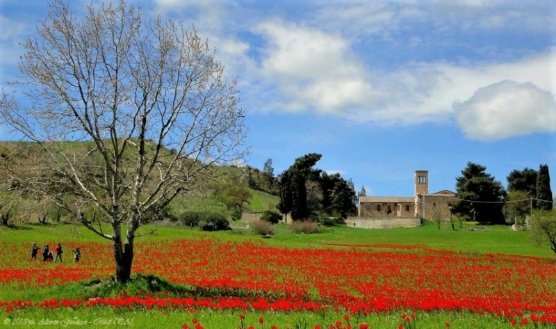 Il cuore di Sicilia Tulipa11