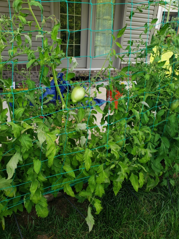 eggplant - What Have You Picked From Your Garden Today - Page 14 Garden10