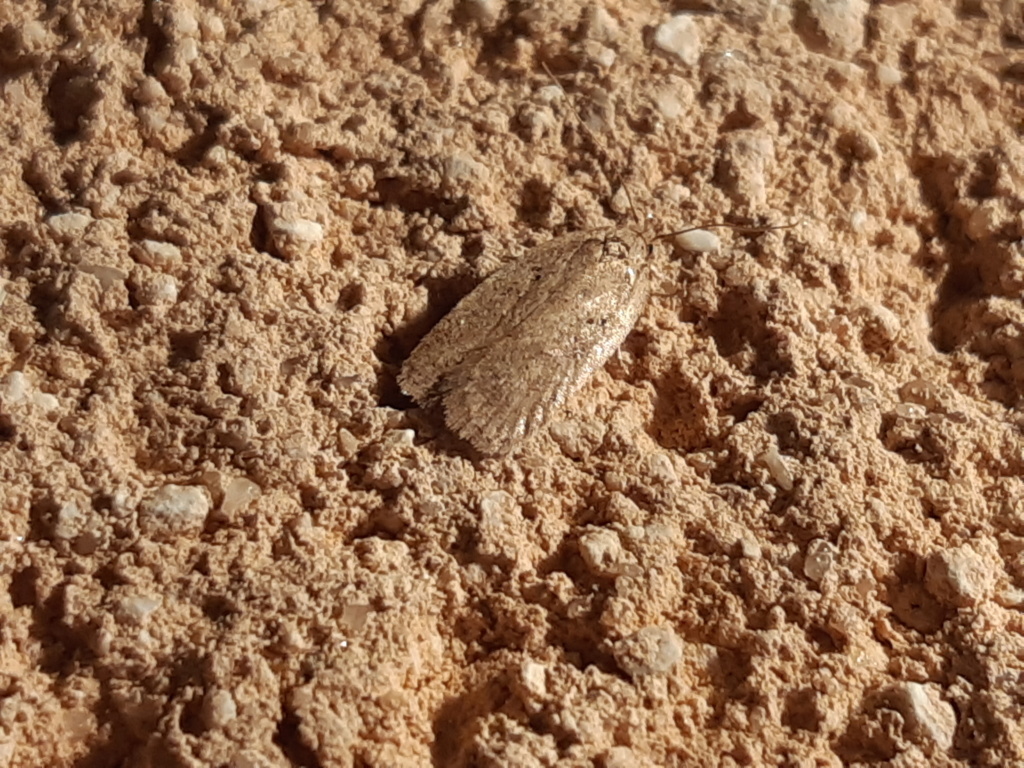 [Agonopterix sp.] identification agonopterix hivernal 20240110