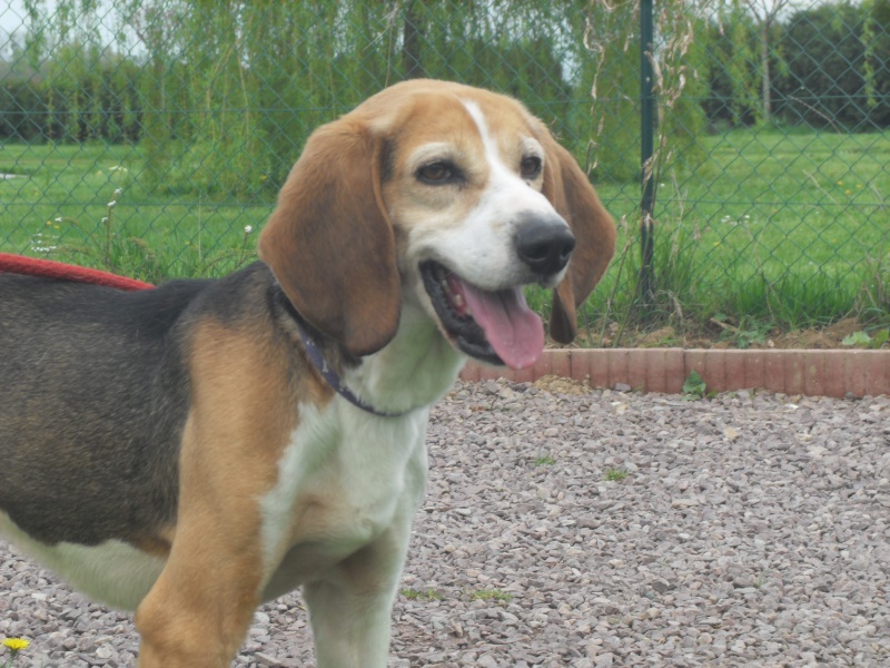 BOUDY, beagle mâle, 10 ans (14) Nouvel13