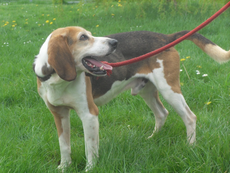 BOUDY - beagle 10 ans (5 ans de refuge)- Spa Basse Normandie à Verson (14) Sdc10225