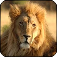 La Bourse des Animaux Lion10