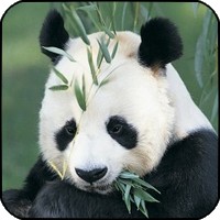 La Bourse des Animaux Panda10