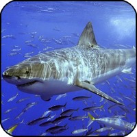 La Bourse des Animaux Requin10