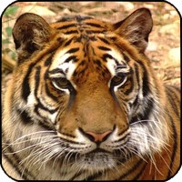 La Bourse des Animaux Tigre10