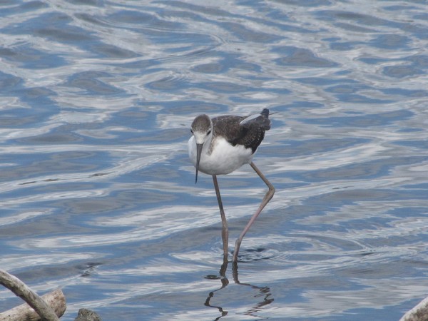 Le parc ornithologique du teich 04_09_25