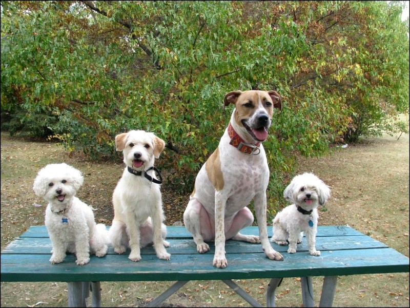 Les plus beaux chiens! Pictur34