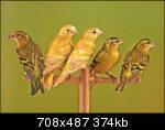 what colour is this siskin (de quelle couleur est ce tarin) Tarins10