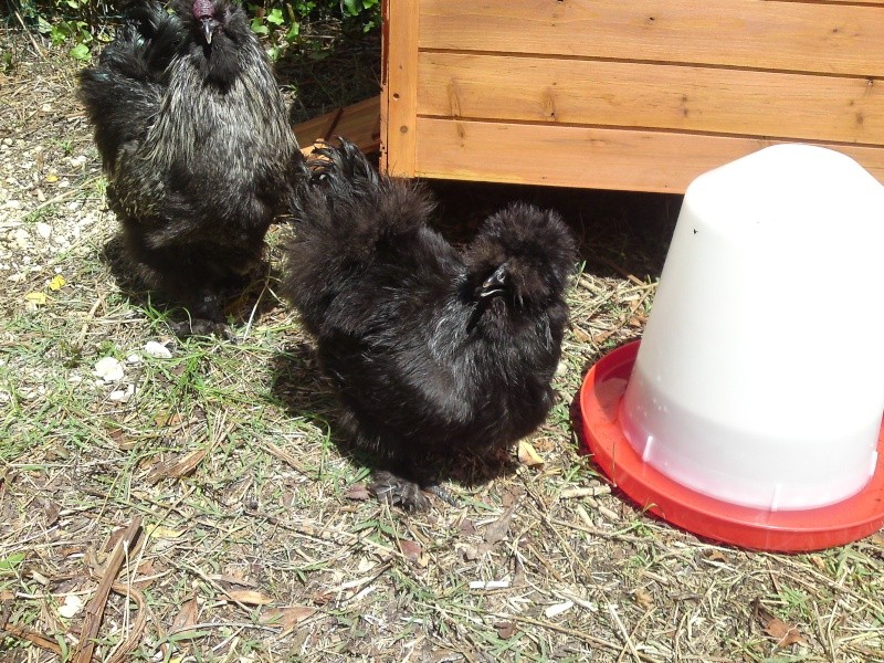 voici mon coq et ma poule noire P16-0511