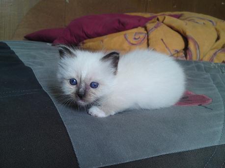 Chatons de Arwen de la Vallée de l'Yonne Rouge110